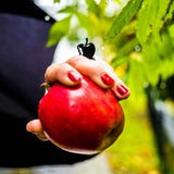 Apple Ring / iRing, Anillo negro elegante