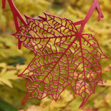 Collar Hoja de Otoño, Cadena Negra y Roja