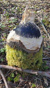 Cinturino in anemone di mare, cinturino in caucciù nero, larghezza: 72 mm